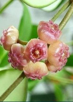 Хойя heuschkeliana variegata, хойя хеушкеліана варієгатна, вкорінений черенок