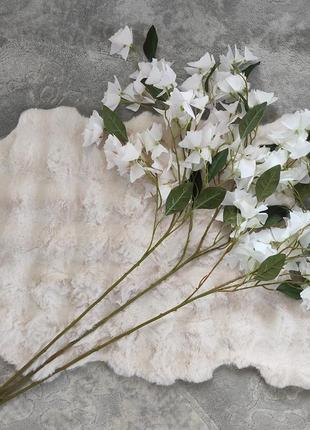 Цветы декоративные, жасмин"