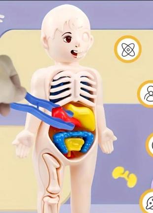 3d пазл монтесорі людський організм