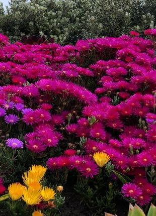 Пілінг для обличчя