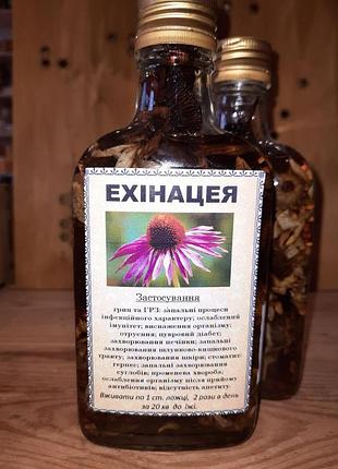 Ехінацея