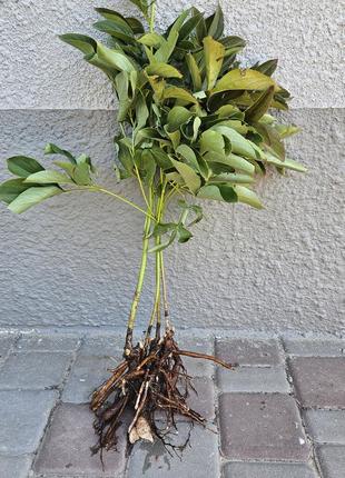 Півонія кущ дорослий рожевого кольору