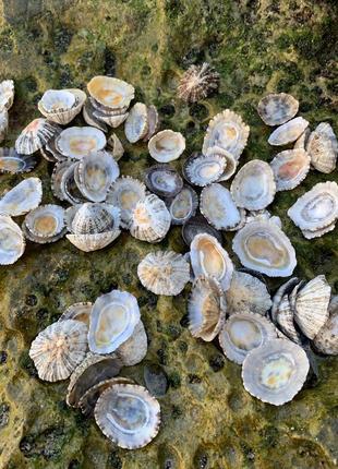 Ракушки морское блюдечко (patella tarentina) для декора и творчества