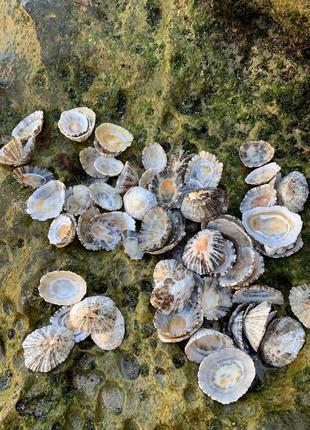 Ракушки морское блюдечко (patella tarentina) для декора и творчества
