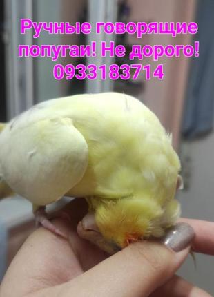 Ручные говорящие попугаи домашние
