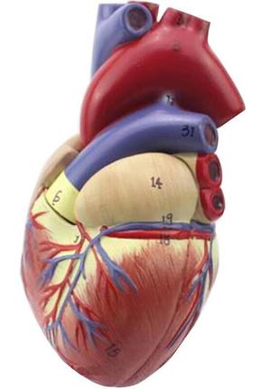 Модель сердца человека resteq 1:1. сердце анатомическая модель. разборная модель сердца4 фото