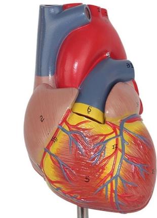 Модель серця людини resteq 1:1. серце анатомічна модель. розбірна модель серця3 фото