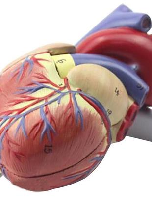 Модель сердца человека resteq 1:1. сердце анатомическая модель. разборная модель сердца5 фото