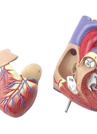 Модель серця людини resteq 1:1. серце анатомічна модель. розбірна модель серця8 фото