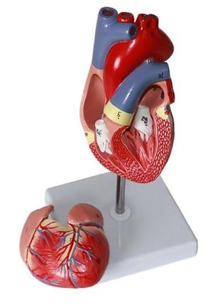 Модель серця людини resteq 1:1. серце анатомічна модель. розбірна модель серця1 фото