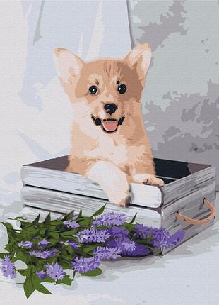 Картина за номерами brushme 48x60см "грайливий коргі" bs52653l