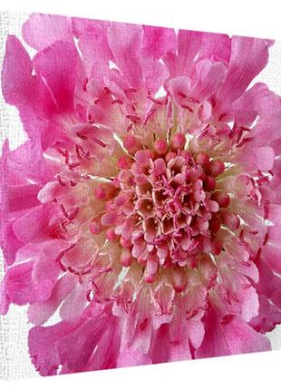 Картина на холсте розовый цветок 40x50 см (h5050_tsv015)
