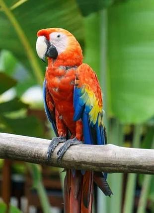 Нагрівач-картина інфрачервоний настінний shine ek-51 250w 106 х 60 см, 057 папуг гарантія!