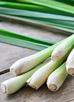 Веганські роликові парфуми fairypants coconut & lemongrass (британія)3 фото
