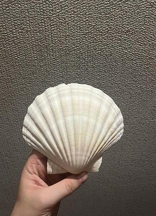 Большая натуральная ракушка