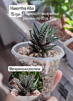 Продаю сукуленти
