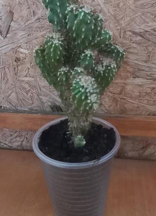 Цереус перуанський