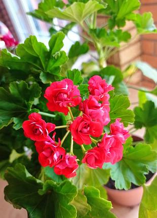 Перлагонії