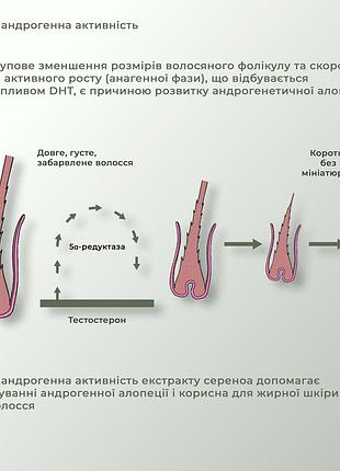 Шампунь против выпадения волос hillary serenoa &amp; гг hair loss control shampoo, 250 мл