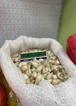 Цибуля-сіянка ''сноуболл (snowball)'' (1 кг)