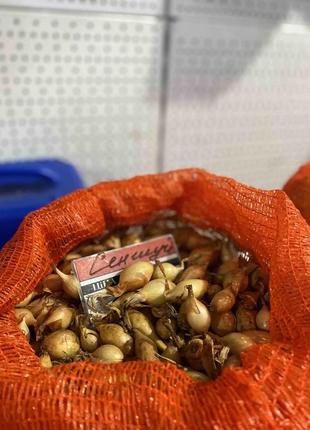 Цибуля-сіянка ''сеншуй'' (1 кг)