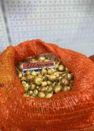 Цибуля-сіянка ''штутті (штудгартен)'' (1 кг)