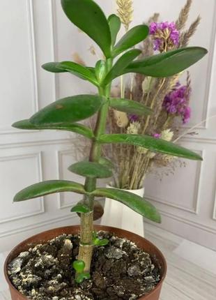 Комнатные растения (спатифилум, сансийера, красотка (грошевое дерево)4 фото