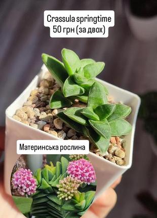 Продаю сукуленти