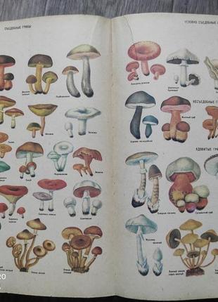 Энциклопедия