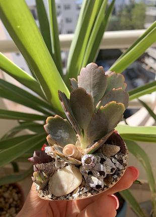 Мини-садик из сукулентов в ракушке