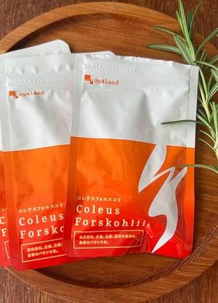 Екстракт колеус форсколії, клітковина, інулін coleus forskohlii на 30 днів, японія