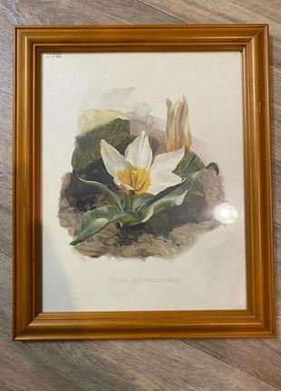 Англия антикварные постеры картины гравюры ботаника оригинал 18902 фото