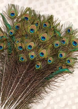 Перо павлина среднее