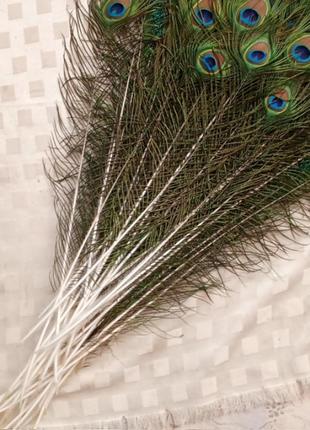 Перо павлина среднее