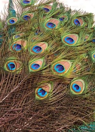 Перо павлина среднее