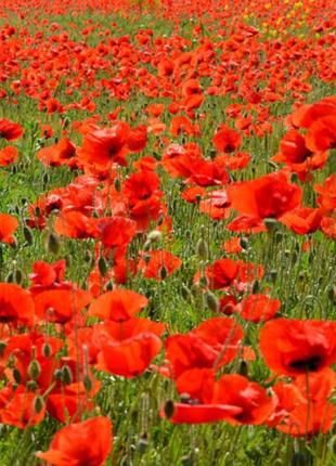 Семена мак полевой красный, papaver rhoeas 0.1 гр/уп5 фото