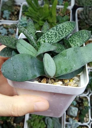 Растение комнатное цветок суккулент гастерия3 фото