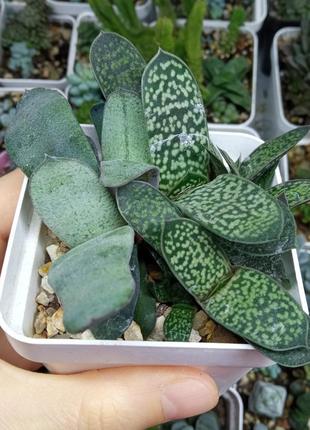 Растение комнатное цветок суккулент гастерия4 фото