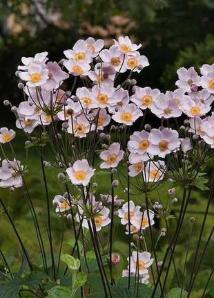 Анемона японская садовый многолетний цветок2 фото