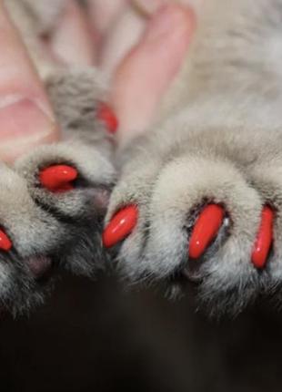 Антицарапки xs на когти для кошек до 2,5 кг red color 20 шт. + клей