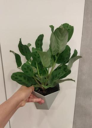 Маранта карховина
maranta kerchoveana рослина