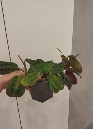 Маранта триколор
maranta leuconeura fascinator