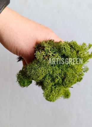 Стабілізований мох для флористики колір medium green, 100 г