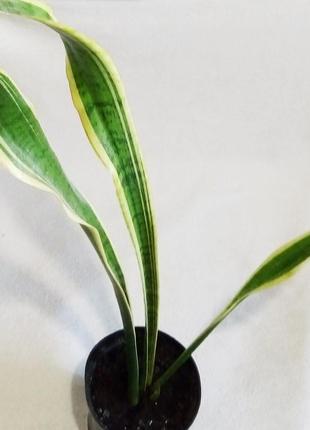 Сансевієрія зелена з білими полосками