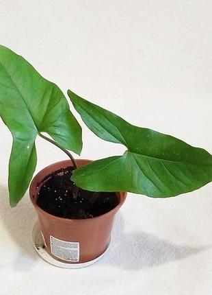 Сінгоніум ножковідний