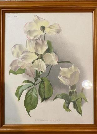 Англия антикварные постеры картины гравюры ботаника оригинал 1890