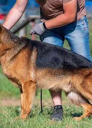 Цуценята німецької вівчарки від чемпіона світу 2023