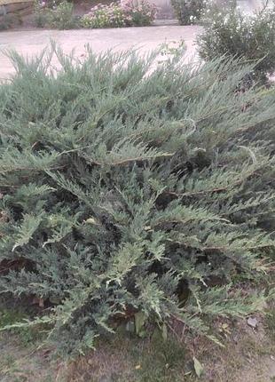 Кущі ялівцю козацького