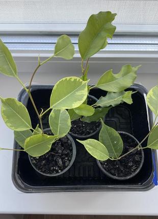 Фікус бенджаміна