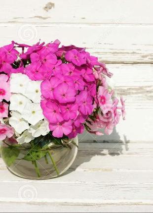 Флокси садові рожеві, світло-бузкові, білі2 фото